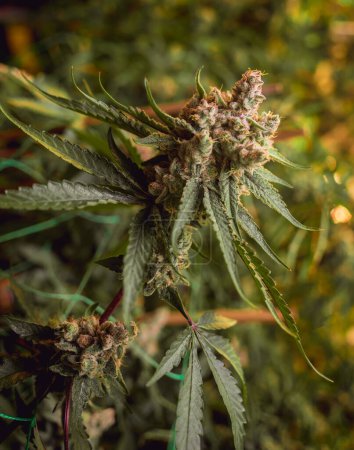 Téléchargez les photos : Plantes de cannabis premium dans une serre prête pour la récolte - en image libre de droit