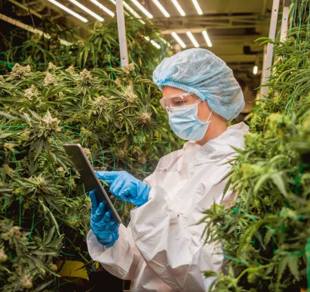 Photo for Female researcher examine cannabis leaves and buds in a greenhouse enters data into a tablet - Royalty Free Image
