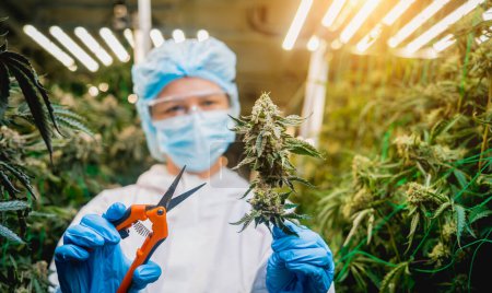 Photo for Female researcher cutting cannabis leaves and buds in a greenhouse. - Royalty Free Image
