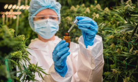 Foto de Investigadora femenina examina aceite de cannabis en invernadero - Imagen libre de derechos