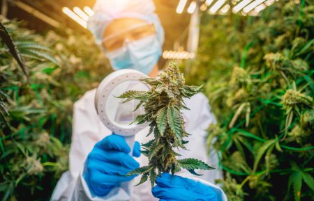 Photo for Female researcher examine cannabis leaves and buds in a greenhouse - Royalty Free Image