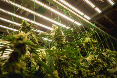 Foto de Plantas de cannabis premium en un invernadero listo para la cosecha - Imagen libre de derechos
