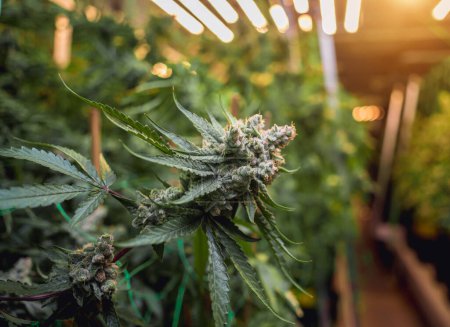 Plantes de cannabis premium dans une serre prête pour la récolte