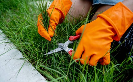 Téléchargez les photos : Une jeune femme s'occupe du jardin et coupe l'herbe. - en image libre de droit