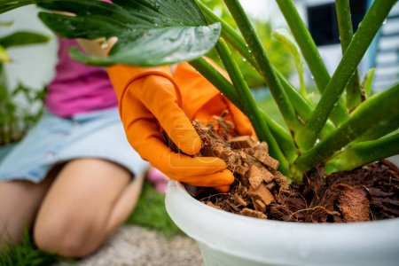 Téléchargez les photos : Une jeune femme s'occupe du jardin et pose de l'écorce sous les plantes. - en image libre de droit