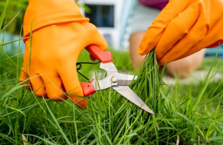 Photo for A young woman takes care of the garden and cutting grass. - Royalty Free Image