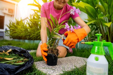 Téléchargez les photos : Une jeune femme s'occupe du jardin, des eaux, des engrais et des pruneaux. - en image libre de droit