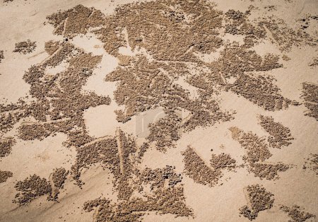 Crabes ont creusé des trous et laissé des boules de sable sur la plage.