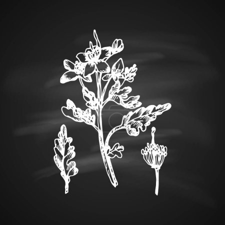Illustration for The white silhouette of the celandine painted a gel pen on black background - Royalty Free Image