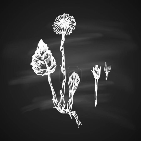 Illustration for The white silhouette of the tussilago painted a gel pen on black background - Royalty Free Image