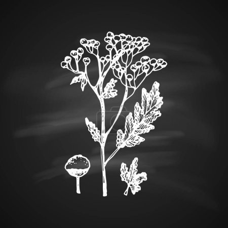Illustration for The white silhouette of the tanacetum painted a gel pen on black background - Royalty Free Image
