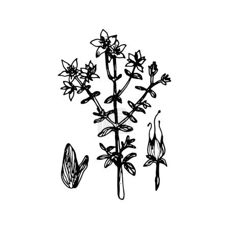 Téléchargez les illustrations : Hypericum paited a black gel pen on white background - en licence libre de droit