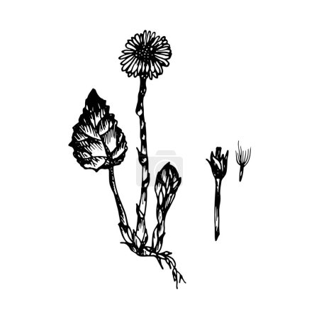 Illustration for The black silhouette of the tussilago painted a gel pen on white background - Royalty Free Image