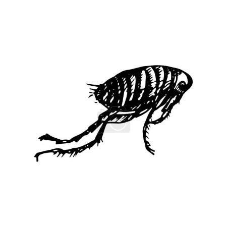 Illustration for The black silhouette of a human flea painted a black gel pen on white background - Royalty Free Image