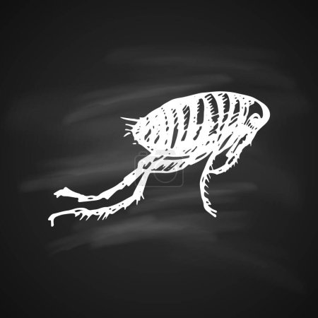 Illustration for Chalkboard Illustrations of Black Fleas Icon. Isolated Silhouette on a Black Background - Royalty Free Image