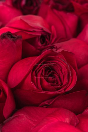 Foto de Flores rojas secas rosas primer plano - Imagen libre de derechos