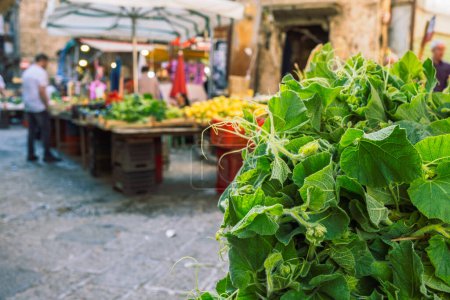 Tenerumi, feuilles et pousses tendres de la longue courge cuzza plante sur le marché de Palerme