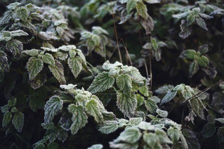 Photo for Beautiful natural background of top view On a frosty morning, a mint in a frost taken from above. - Royalty Free Image