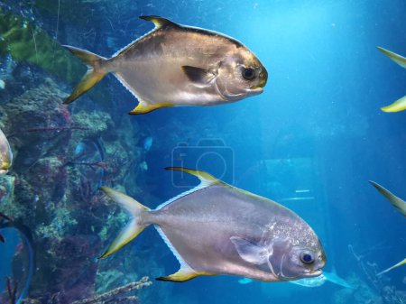 Téléchargez les photos : Petits poissons de la mer comme beau fond - en image libre de droit