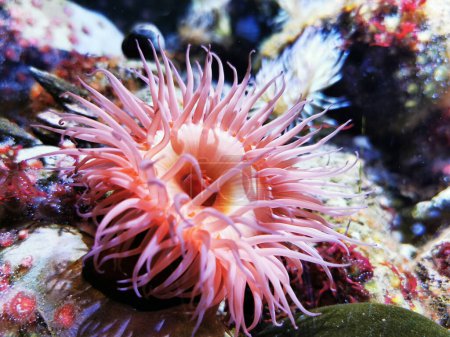 Seeanemone als sehr schöner natürlicher Hintergrund