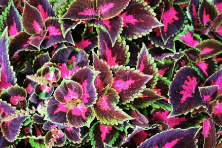 Photo for Coleus plant texture as very nice natural background - Royalty Free Image