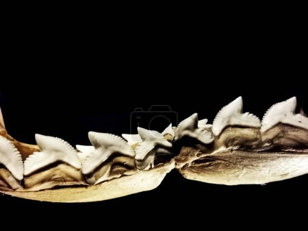 Foto de Dientes de tiburón aislados sobre el fondo negro - Imagen libre de derechos