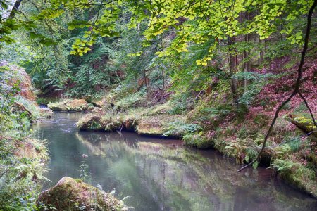 Photo for River from the bohemian switzerland as nice landscape - Royalty Free Image