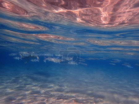 Foto de Milkfish en el mar rojo está buscando algo de comida - Imagen libre de derechos