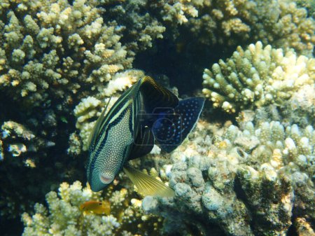 Foto de Tang marinero indio (Zebrasoma desjardinii) pescado, Tang marinero de Desjardin - Imagen libre de derechos