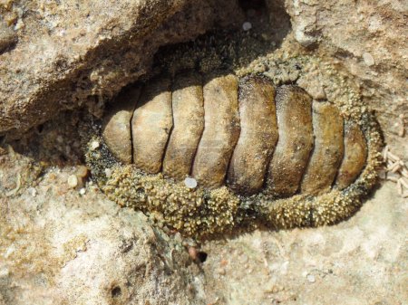 Téléchargez les photos : Lepidochitona animal de la plage égyptienne comme animal préhistorique - en image libre de droit