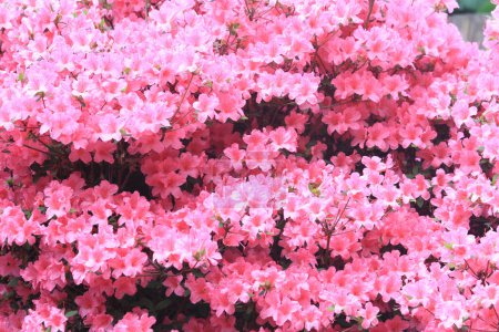 Photo for Azalea flowers texture as nice natural background - Royalty Free Image