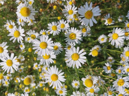 Photo for Fresh camomile flowers as very nice natural background - Royalty Free Image