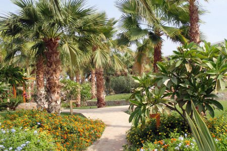 garden in the Egypt in the early morning