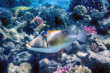 pez picasso en el mar rojo Egipto, arrecife de coral 