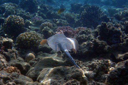Stingray tacheté (Taeniura lymma) dans la mer Rouge