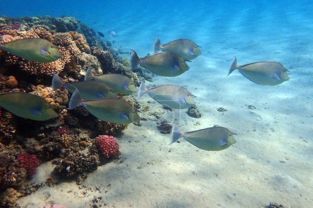 licorne poissons dans la mer rouge baie de Makadi Egypte