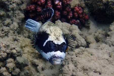 puffer fish from Red Sea makadi bay Egypt