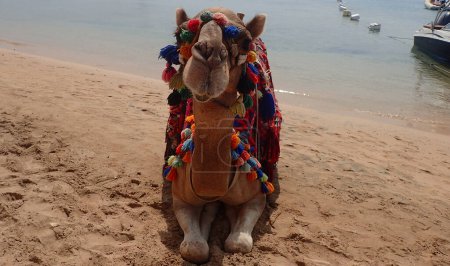 camel on the Makadi beach in Egypt