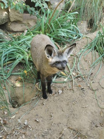 Fennec Fox in der Natur sucht das Frühstück