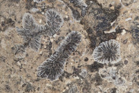 Korallen fossile Textur als sehr schöner geologischer Hintergrund