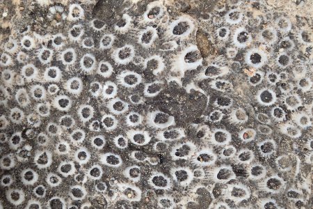 Photo for Coral fossil texture as very nice geology background - Royalty Free Image