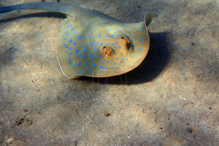 Bluespotted ribbontail ray in the makadi bay Egypt