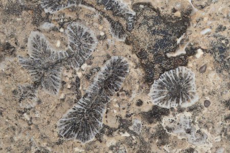 textura fósil de coral como fondo geológico muy agradable