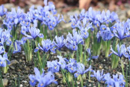 pequeñas flores de iris siberiano como fondo de primavera muy agradable