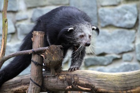 Photo for Arctictis binturong exotic animal is looking for meal - Royalty Free Image