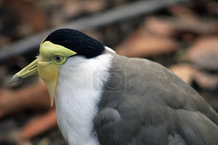 masked lapwing bird - Vanellus Miles as nice exotic bird