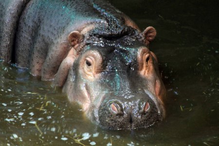 hippo in the water detail of head