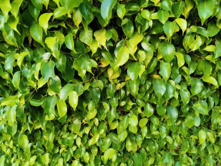 ficus benjamina green leaves texture as nice natural background