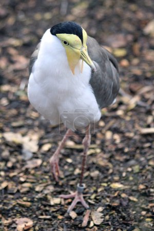 Maskierter Kiebitz - Vanellus Miles als netter exotischer Vogel