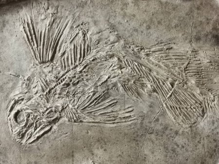 texture fossile de poisson latine comme très beau fond